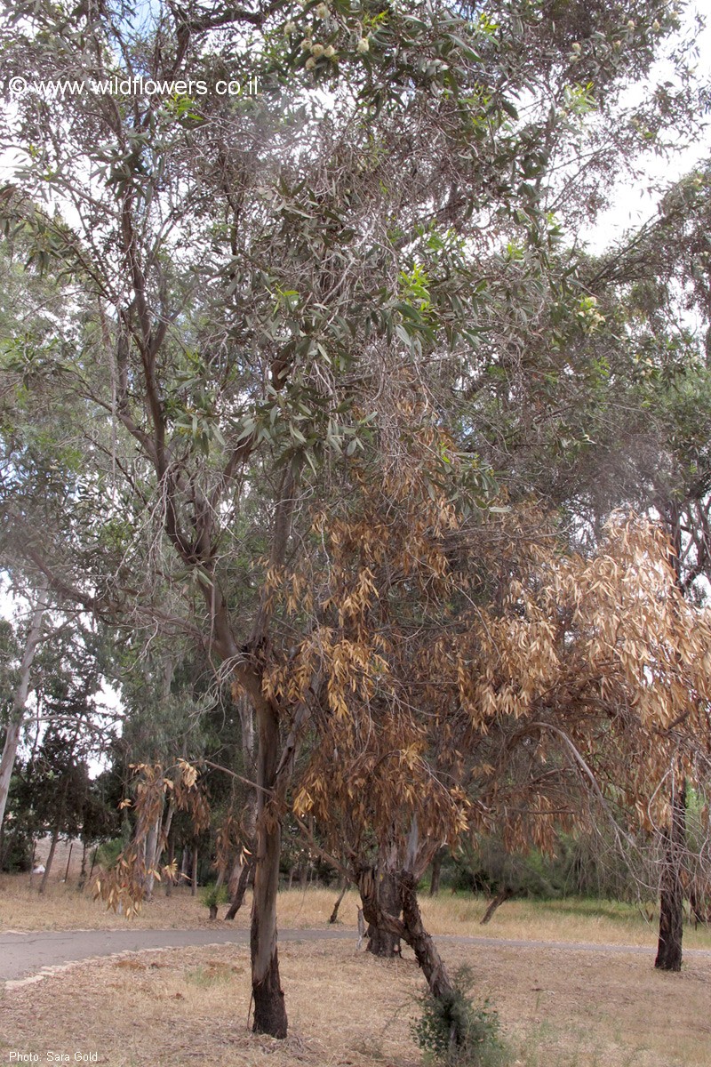 Eucalyptus x gomphocornuta